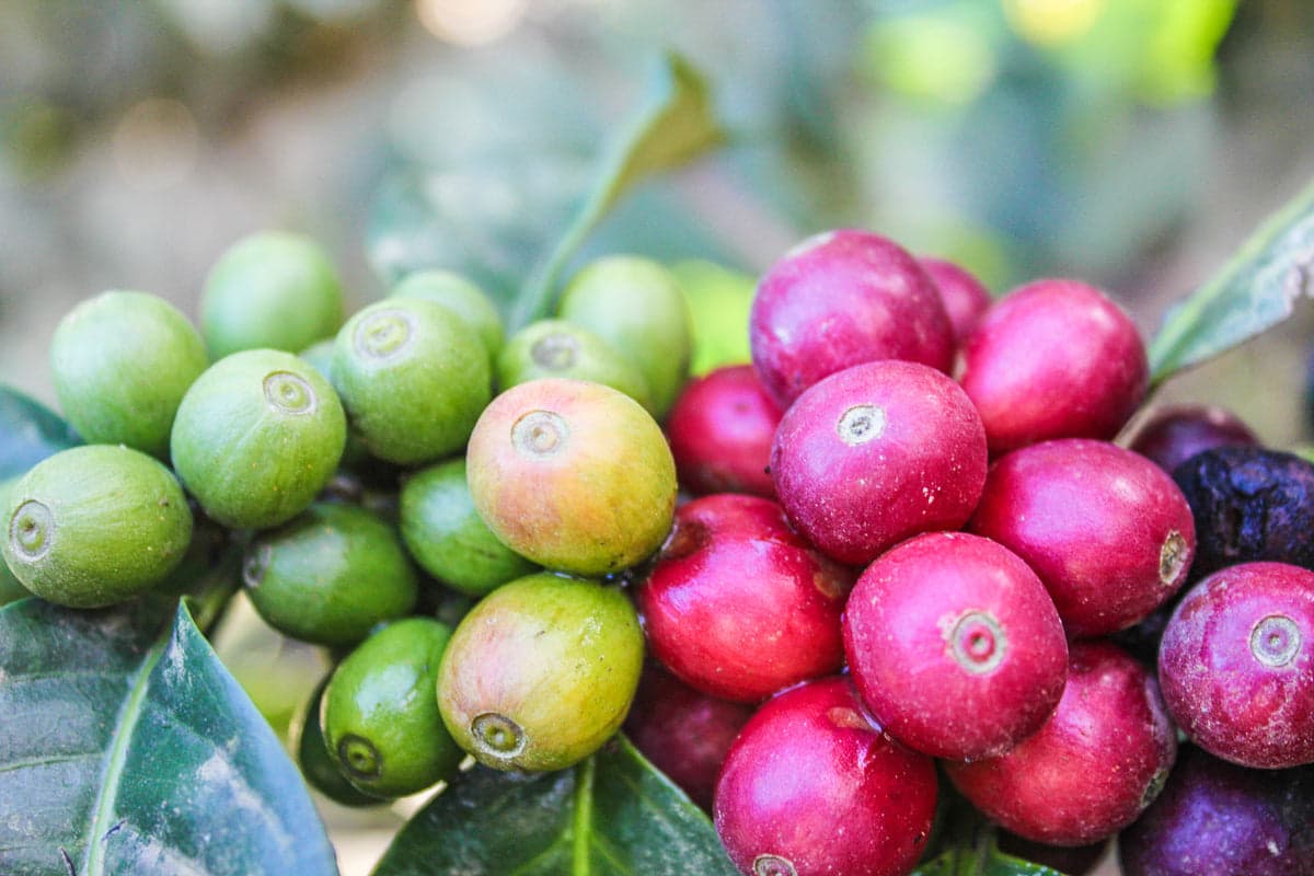 Coffee cherries at Sendero Specialty Coffee Brixton, London