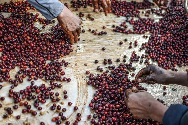 Coffee cherry processing at Sendero Specialty Coffee Brixton, London