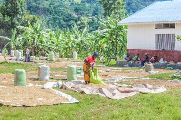 Coffee drying facility at Sendero Specialty Coffee Brixton, London