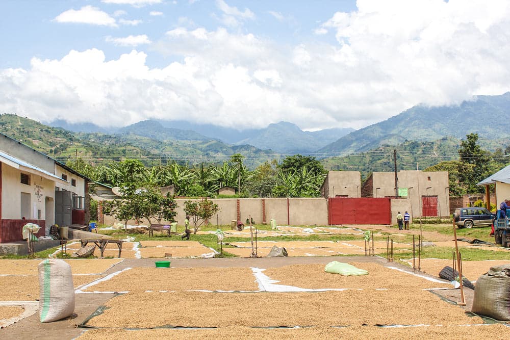 Coffee drying process at Sendero Specialty Coffee Brixton, London