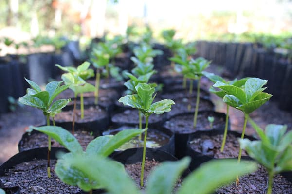 Outdoor plant nursery at Sendero Specialty Coffee Brixton, London