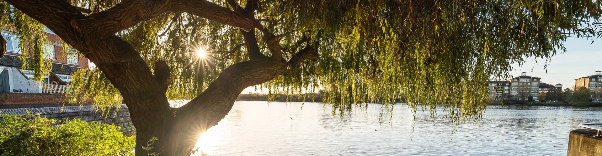 Riverside view with willow tree at The Crabtree, London