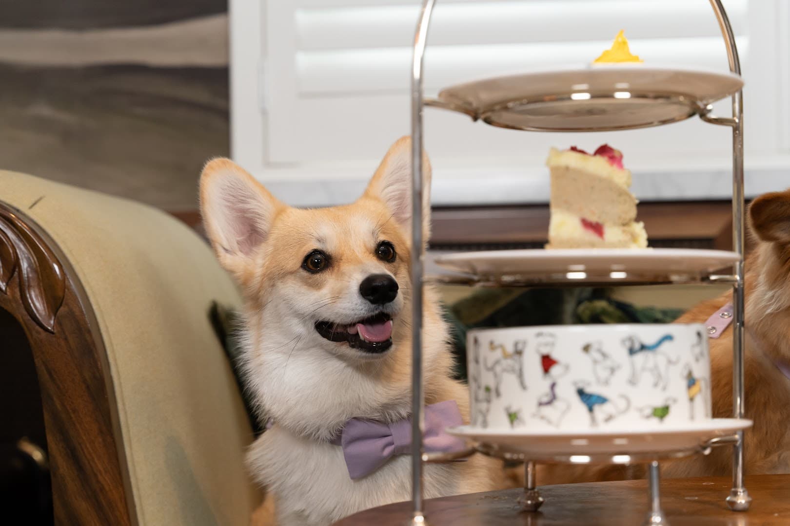 Dog-friendly afternoon tea setting at The Parlour, London