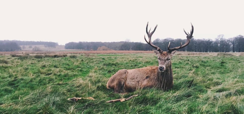 Wild deer in countryside at The Harwood Arms, London