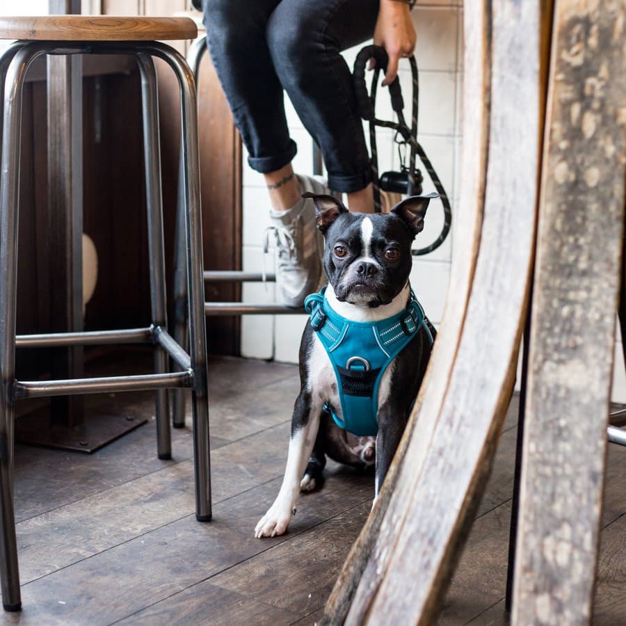 Dog-friendly interior at José, London
