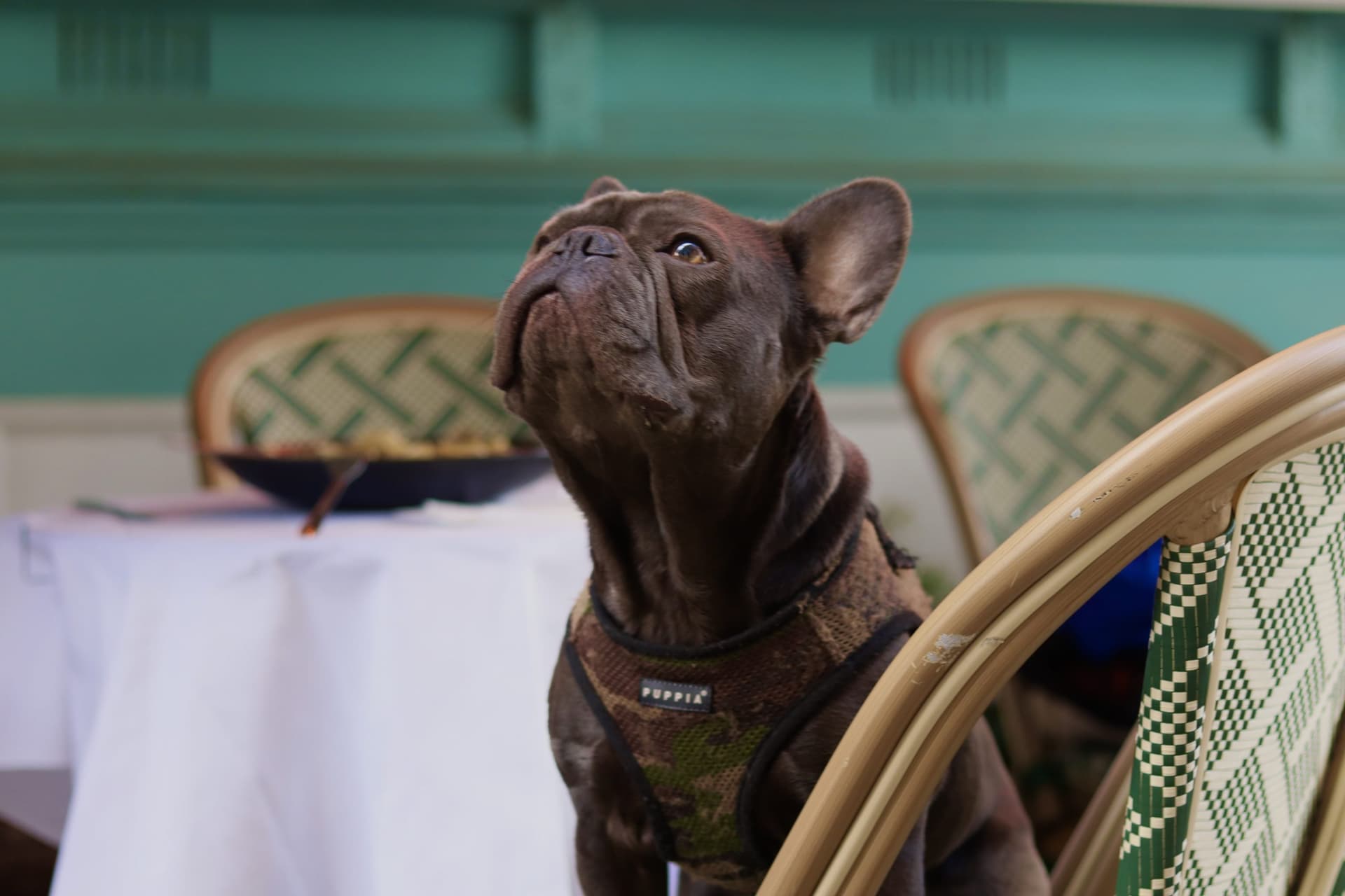 Dog-friendly dining at La Cucina Di Daffy 2 Italian Restaurant, London